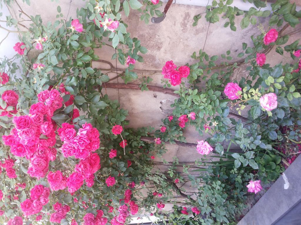 Guest House Svetlana Gori Exterior photo